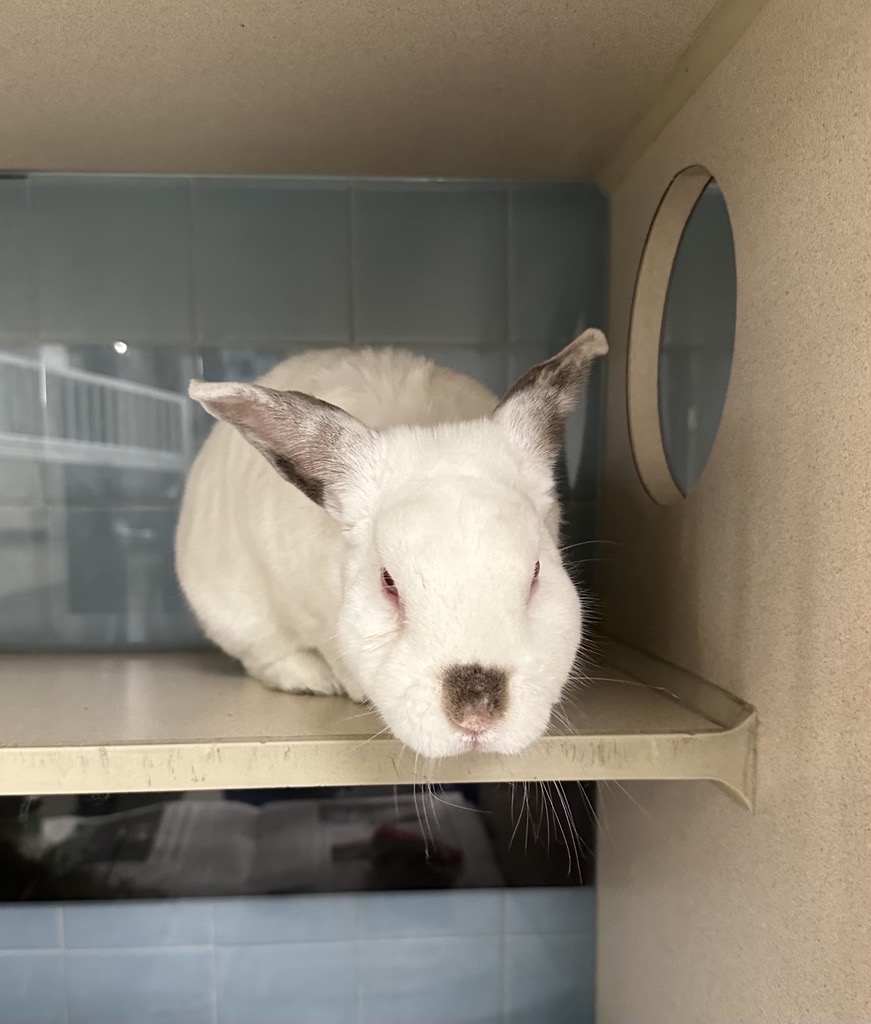 Introducing Sparkle! 🐇 This curious and lovable bunny is searching for a caring home. With a love for Timothy Hay and endless affection to give, Sparkle is sure to brighten your days. Meet Sparkle at our Adoption Center from 11 a.m. to 6 p.m.

#AdoptABunny #TimothyHay #Bunny