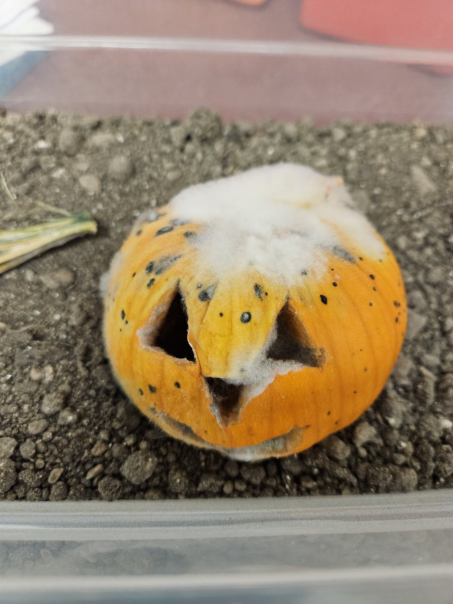 Week 2: Pumpkin Jack is "growing fuzz and freckles" as her decomposes. Stay tuned for updates as we continue to explore decomposition. 🎃
<a href="/I_T_Holleman/">Holleman Elementary</a> #teamHES