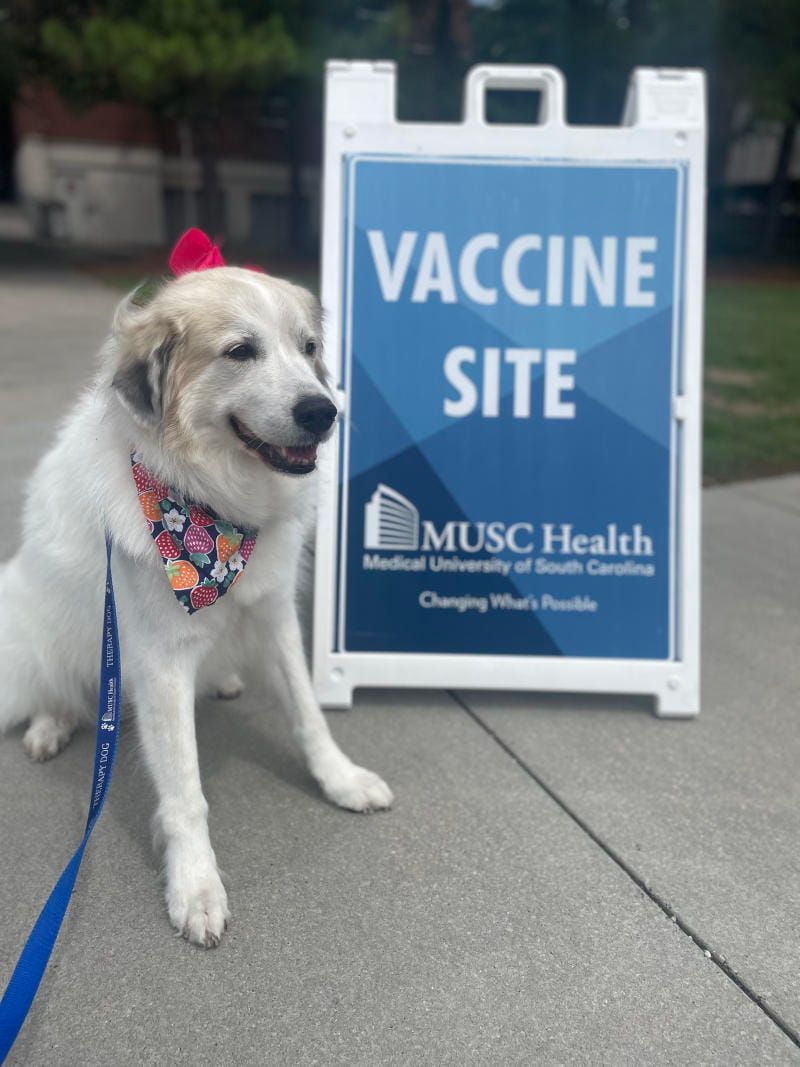 MUSCFoundation's tweet photo. Kate and Sadie, a certified therapy dog, spread smiles and bring comfort to patients at @MUSCHealth. They’re part of the PAWS team – one of many incredible MUSC programs you can support on #MUSCDay this Giving Tuesday. 🐕 ❤️ Their story: https://t.co/nFLDjv63oK https://t.co/LGX1Sxn9rJ