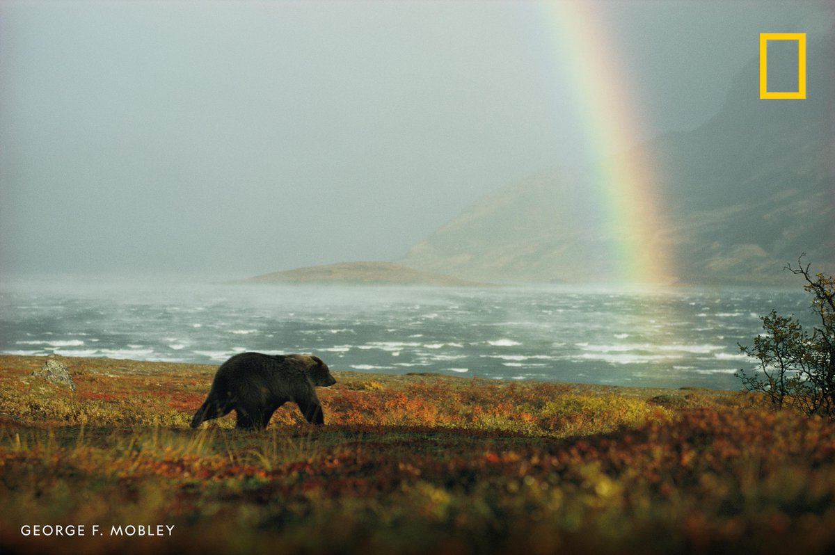 NatGeoTravel's tweet photo. An Alaskan brown bear and rainbow near Nonvianuk Lake in Katmai National Park, Alaska. https://t.co/vWpLLSSXR3