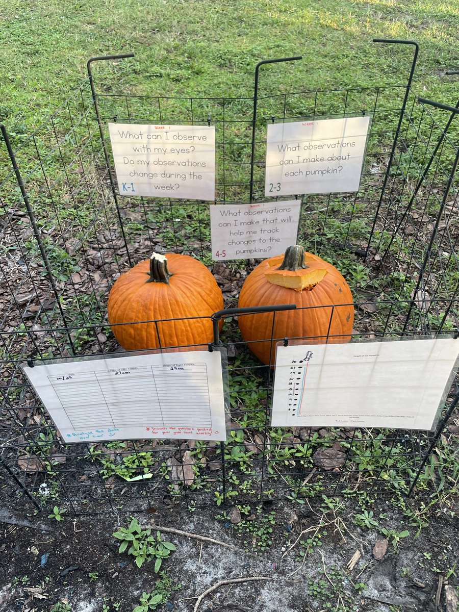 MullerMagnet's tweet image. 🎃🎃It’s backkkk!!🎃🎃
We are so excited to start our first school-wide LTI of the year! Classes will practice making observations and analyzing data as we watch our pumpkins change over the next four weeks! #WeAreMagnet @WeAreHAEST @HCPSElemScience @SDHCMagnet @HillsboroughSch