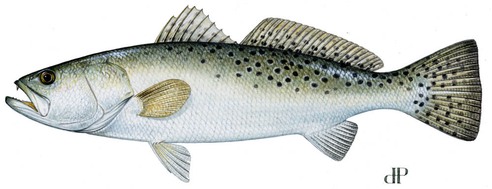 OnAngler tweet media