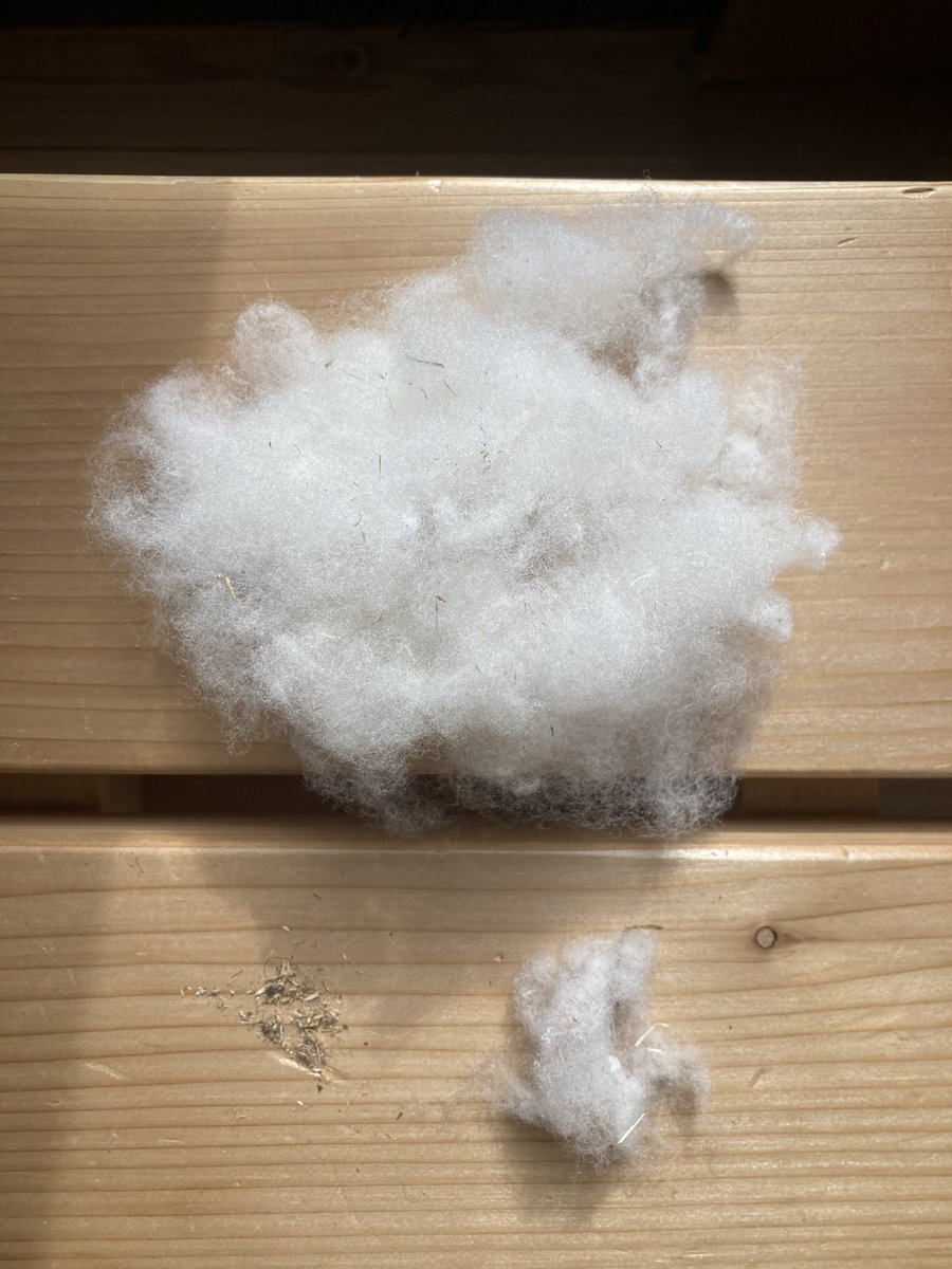 採彩ひつじひろば
チェビオット、ツナ吉の解毛