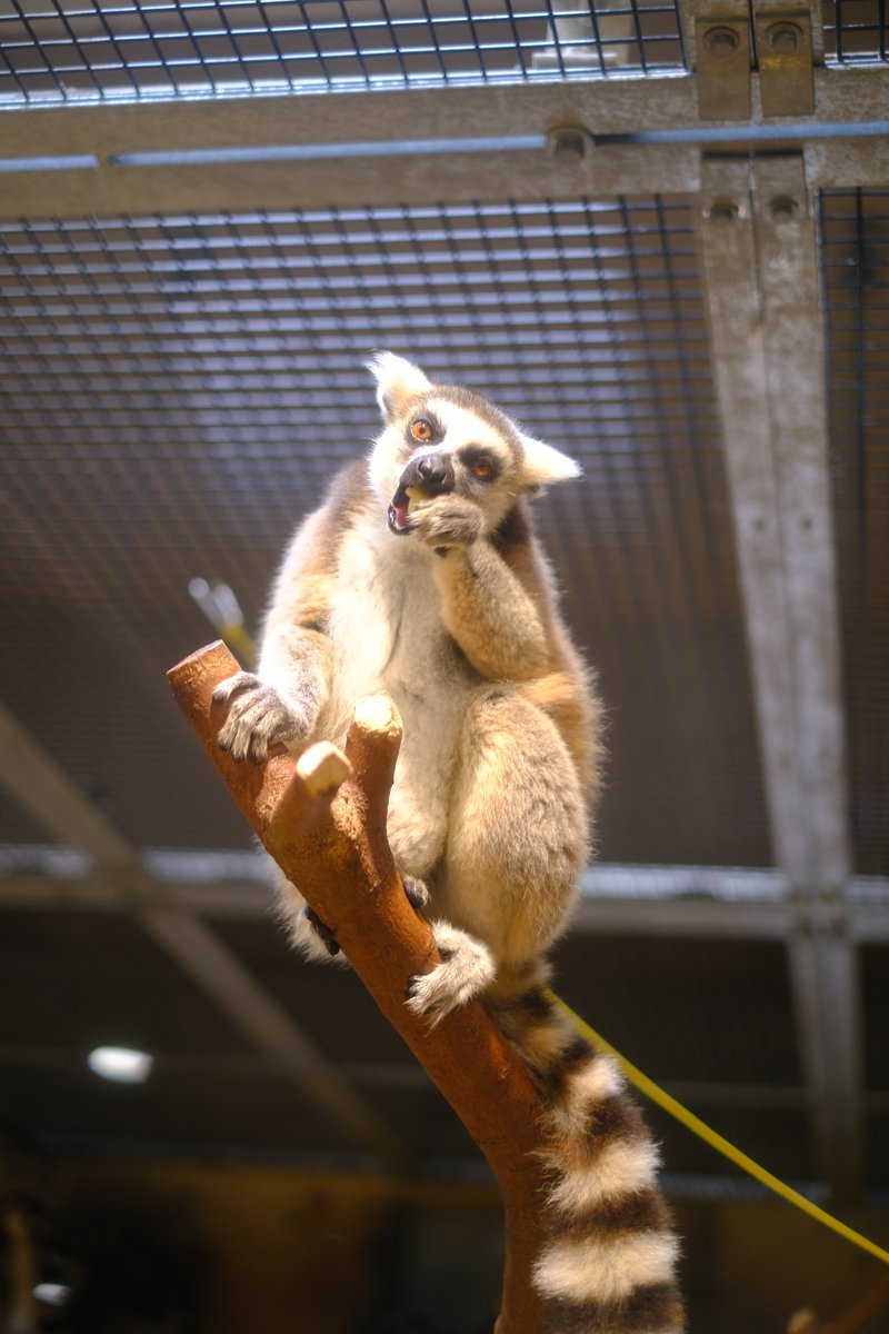 torisan73063591's tweet image. 10月某日大森山動物園  車にあったカメラでゆるゆるっと撮影その5  
カメラ　FUJIFILM X-T30  レンズ XF35mm F1.4R   
#秋田市 #fujifilm_xseries #xt30 #ワオキツネザル #大森山動物園 #動物写真 #写真好きな人と繋がりたい