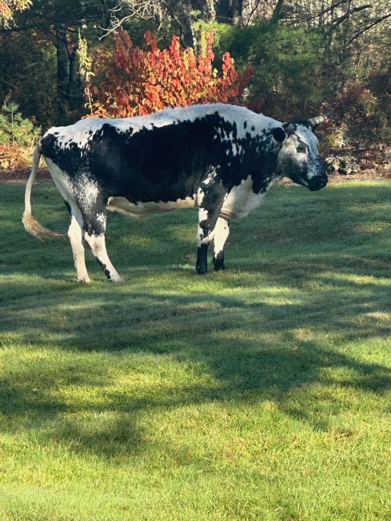 No “Bull” about it! Coventry is a great place to work and live! One of our new residents stumbled upon this fella trying to hitch a ride 🐂. Welcome to Coventry! Of course we sent our very own Officer @CraigSroka12 to investigate this hitchhiker.