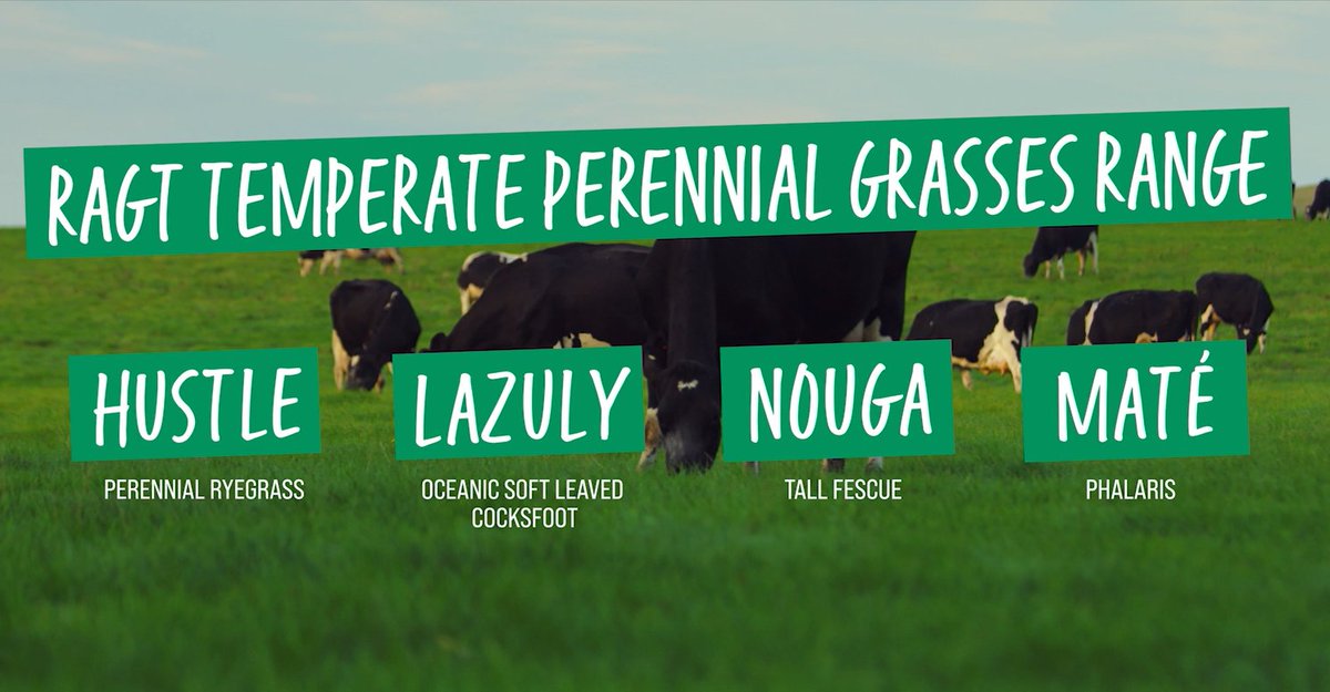 RAGTAU's tweet photo. RAGTs Perennial Grasses range provides pasture systems the backbone needed to power and maintain herd productivity. Using a variety of perennials ensures year-round feed options - on ground or cut hay.
https://t.co/cU5cNmEbRU
#RAGTAustralia #thinksolutions #thinkRAGT #pasture https://t.co/EZYPuVhDhz
