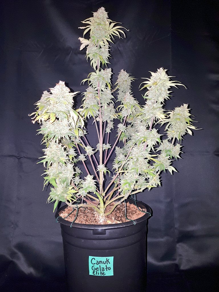 GrowMizz's tweet photo. Canuk Gelato Elite Auto @CanukSeeds #canukseedssp @GrowMizz
Glistening white frosty trichomes
Dense big buds this is a beauty
I love growing her and can't wait to enjoy her buds
Thank you canuk seeds #canukseeds #gelatoauto https://t.co/D2oAJC0jTN