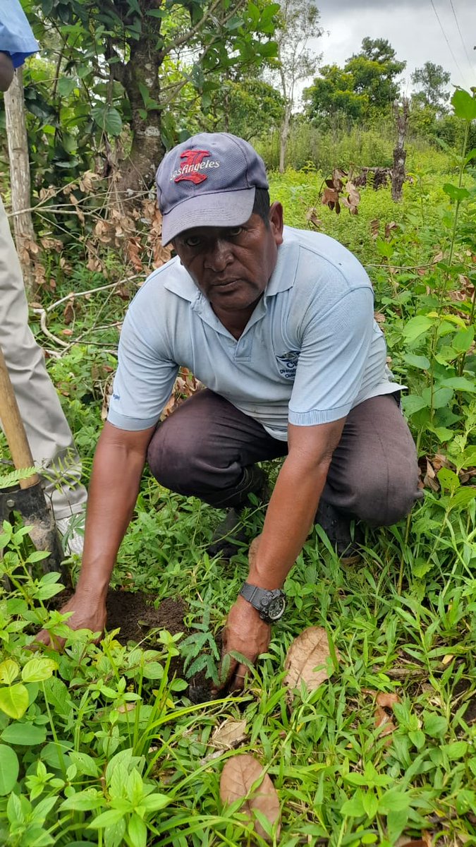 MarenaNicaragua's tweet photo. #MARENA, junto al #INAFOR, líderes comunales y protagonistas, realizaron la siembra de 1,000 plantas de las especies de Guanacaste blanco y Leucaena, en la comunidad indígena Saupuka, territorio de Wanki Maya, municipio de Waspam, Caribe Norte.
#VerdeQueTeQuieroVerde
#Nicaragua https://t.co/OROIdeRGg0