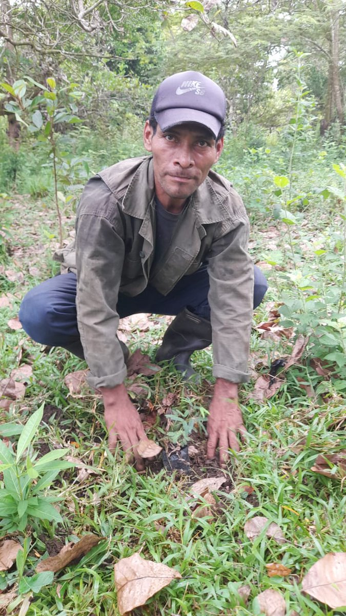 MarenaNicaragua's tweet photo. #MARENA, junto al #INAFOR, líderes comunales y protagonistas, realizaron la siembra de 1,000 plantas de las especies de Guanacaste blanco y Leucaena, en la comunidad indígena Saupuka, territorio de Wanki Maya, municipio de Waspam, Caribe Norte.
#VerdeQueTeQuieroVerde
#Nicaragua https://t.co/OROIdeRGg0