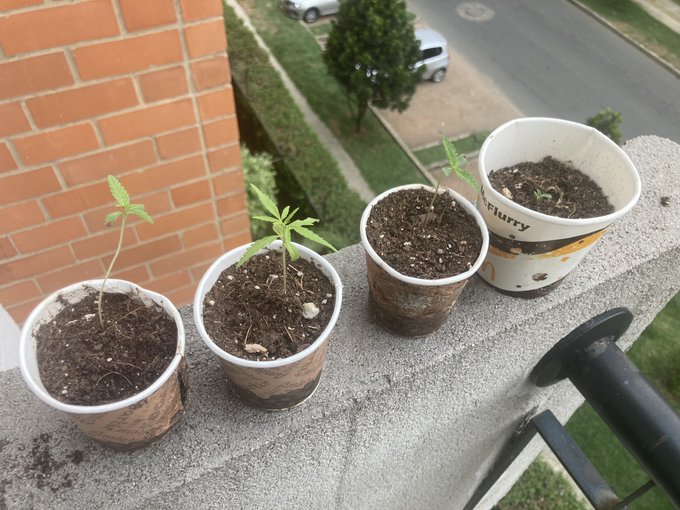 Growing https://t.co/9Ve4pH8LDv