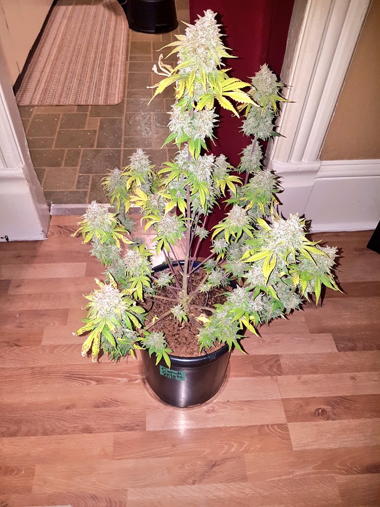 GrowMizz's tweet photo. Canuk seeds Gelato auto elite @CanukSeeds #canukseedssp #canukseeds @GrowMizz
Harvest day
#croptober #gelatoauto https://t.co/4uOI4OzFib