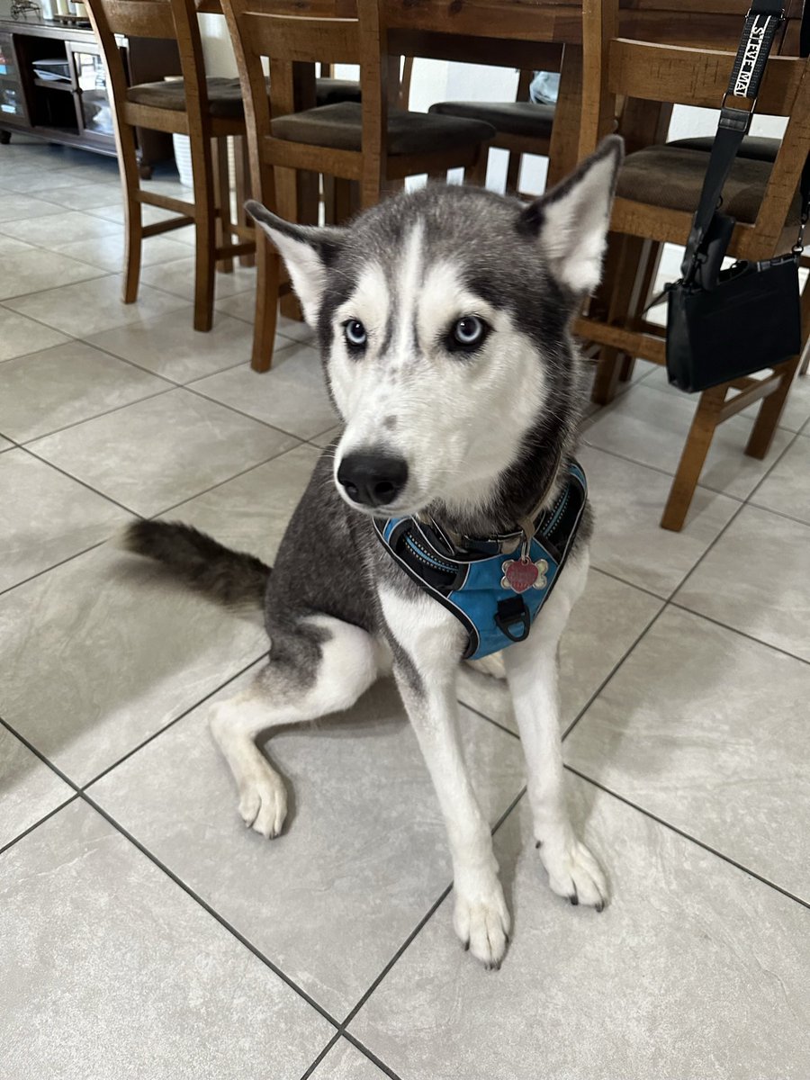 crystalreynv's tweet photo. EAST SIDE!!! my baby girl blue is missing 💔 last seen on lakemead &amp; mount hood! she has no collar on but is very friendly if approached. $$$ REWARD if found! please share https://t.co/k4JXrZCP9x