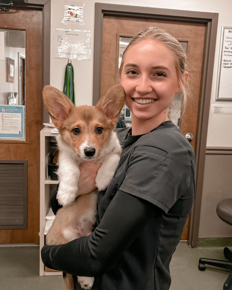 DSUEquestrian's tweet photo. ◂𝐓𝐞𝐚𝐦𝐦𝐚𝐭𝐞 𝐎𝐟 𝐓𝐡𝐞 𝐖𝐞𝐞𝐤‣  

Bailey Henderson 
📝 Freshman, Agriculture: Pre Veterinary Science  
🏠 Pasadena, Maryland  

Before getting into horses, her plan was to be a collegiate gymnast.  She competed until she had an injury which brought her into horses! https://t.co/eQ9sHf3RwF