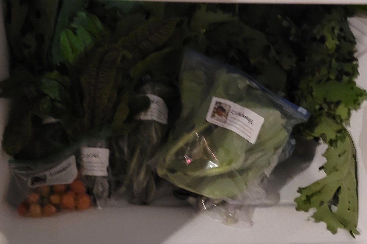 Our #3SistersGarden has been productive this year.  We've got some nice squash, heirloom popcorn, and Cherokee Trail of Tears beans.  We also made a greens donation to the #community fridge today! #Brookline #wholekids #schoolgarden
