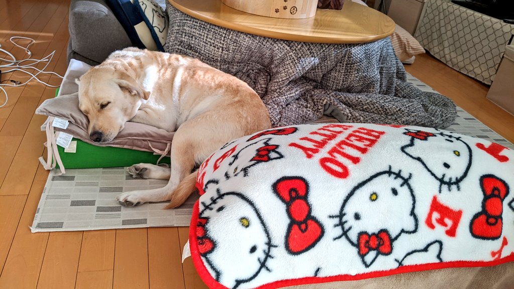 deeplearning777's tweet photo. おはようございます♪
まだ寝てる（笑）
#ラブラドール
#犬好き
#犬好きさんと繋がりたい
#犬好きな人と繋がりたい
#犬のいる暮らし
#パピーウォーカー https://t.co/cQLx79XPPm
