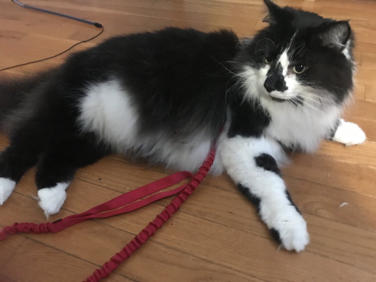 DanielCarson7's tweet photo. First time for Mr. Floofy on a walk with a cat harness tonight. Or, more accurately, first time for Mr. Floofy enjoying Talbott Street from the safety of my arms. He spent more time trying to remove his harness than walking.The struggle will be real with the cat walks. https://t.co/4MzAWbyKgR