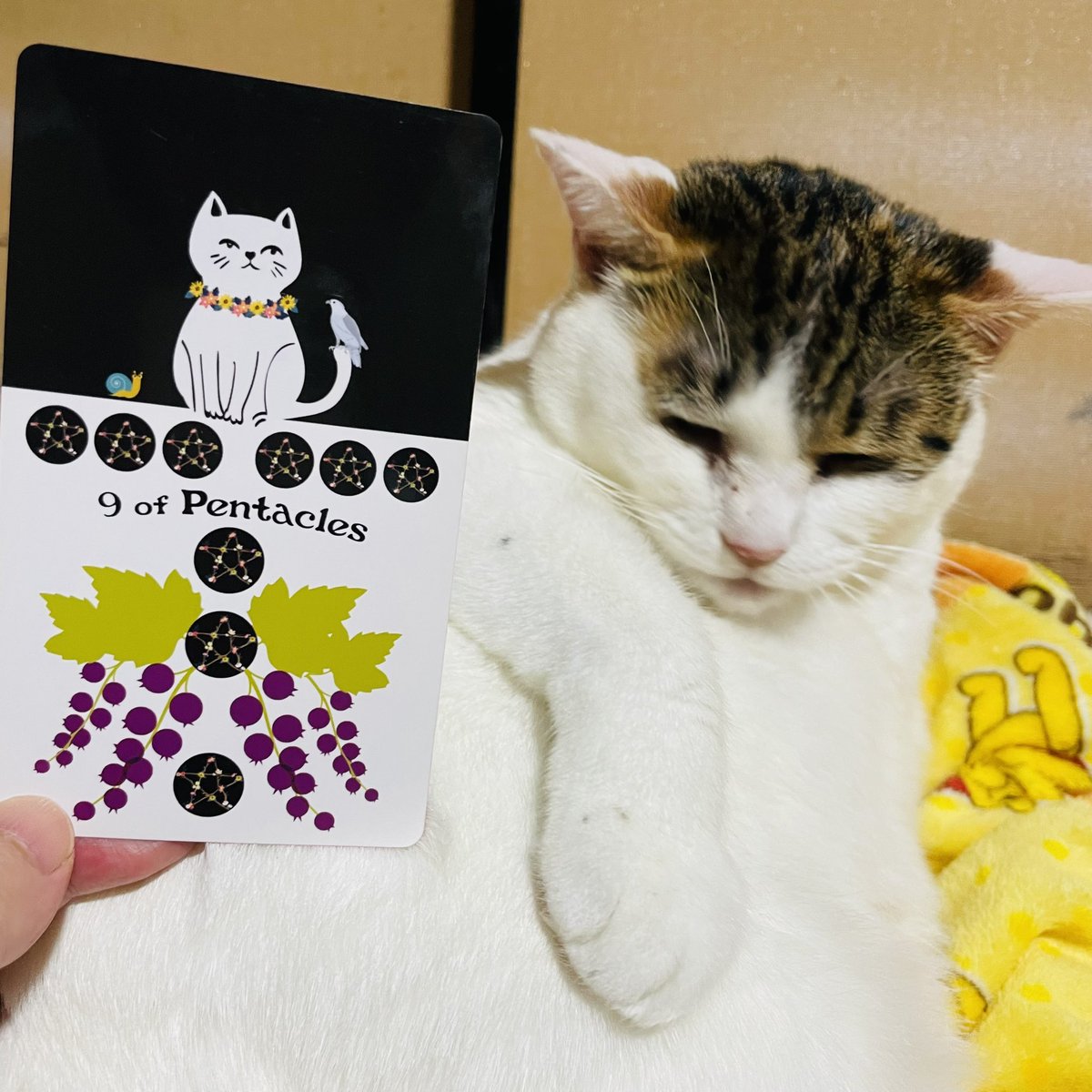 oraclerinko's tweet image. 10/26支えられる日🙌あなたの才能に引き寄せられた人々と交流が持てる日。中には思いがけない援助を受ける人も😚人との関係からチャンスが生まれます💫人の引き立てを得るのも実力のうち。ありがたく受け入れて🤲 #9ofPENTACLES #ペロペロタイムﾆｬ #タロット #猫