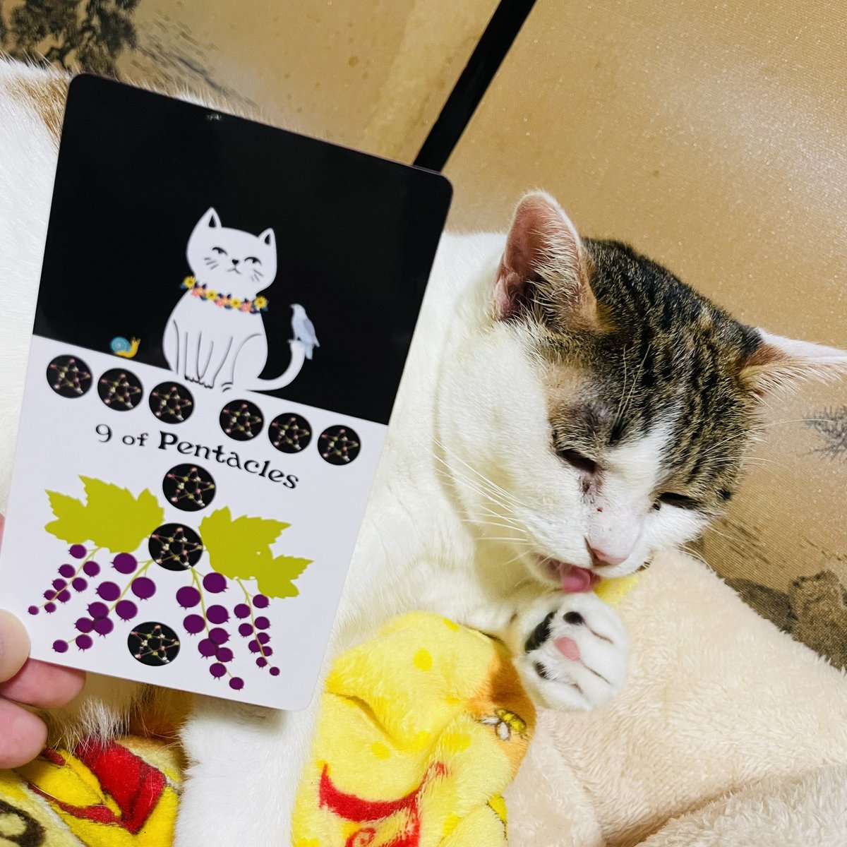 oraclerinko's tweet image. 10/26支えられる日🙌あなたの才能に引き寄せられた人々と交流が持てる日。中には思いがけない援助を受ける人も😚人との関係からチャンスが生まれます💫人の引き立てを得るのも実力のうち。ありがたく受け入れて🤲 #9ofPENTACLES #ペロペロタイムﾆｬ #タロット #猫