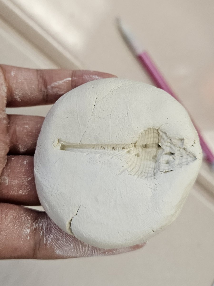 Creating our own fossils with seashells 🐚 <a href="/RLCPrincipal/">Diane Insari</a>