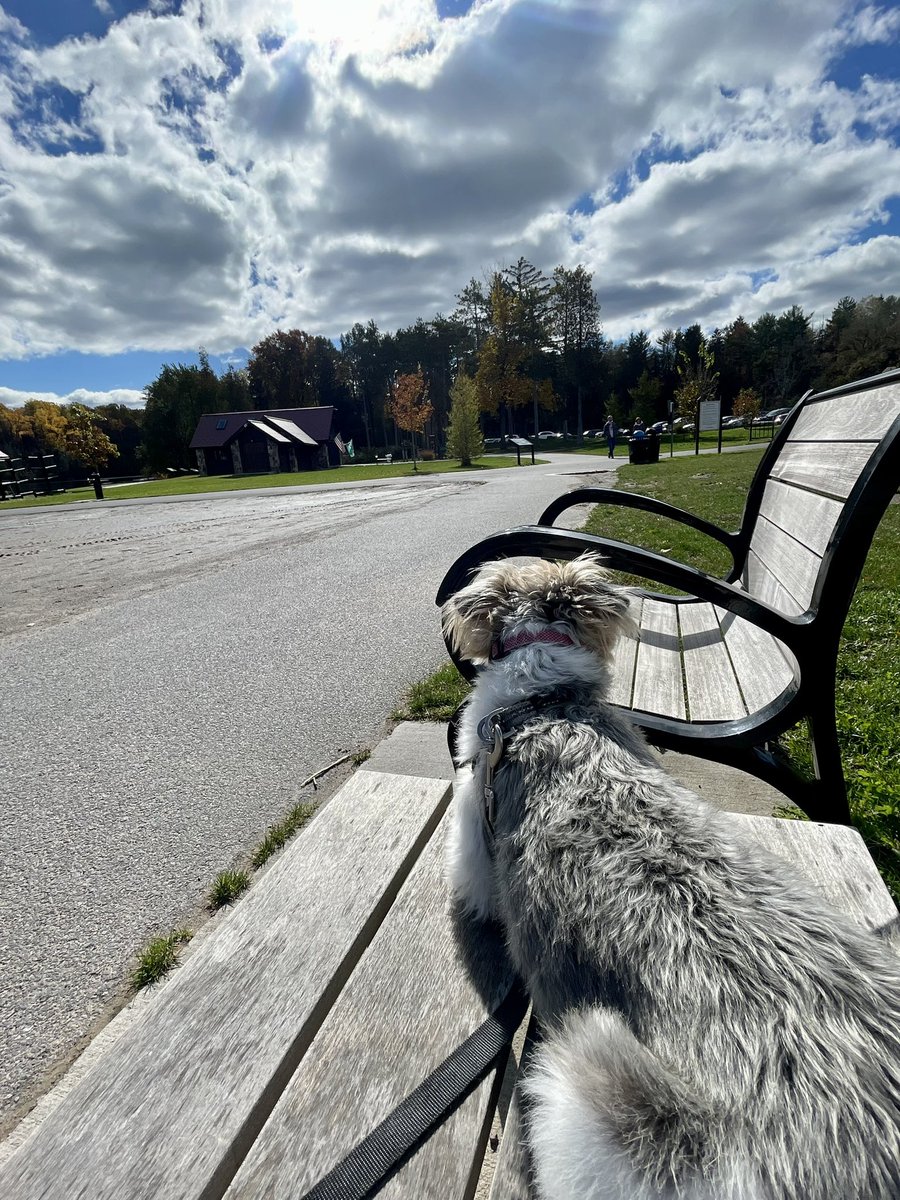 Beautiful day ⛅️ ☀️ 🍁 🌳 #WontLookWednesday #dogsofX #fallfoliage #autumnleaves