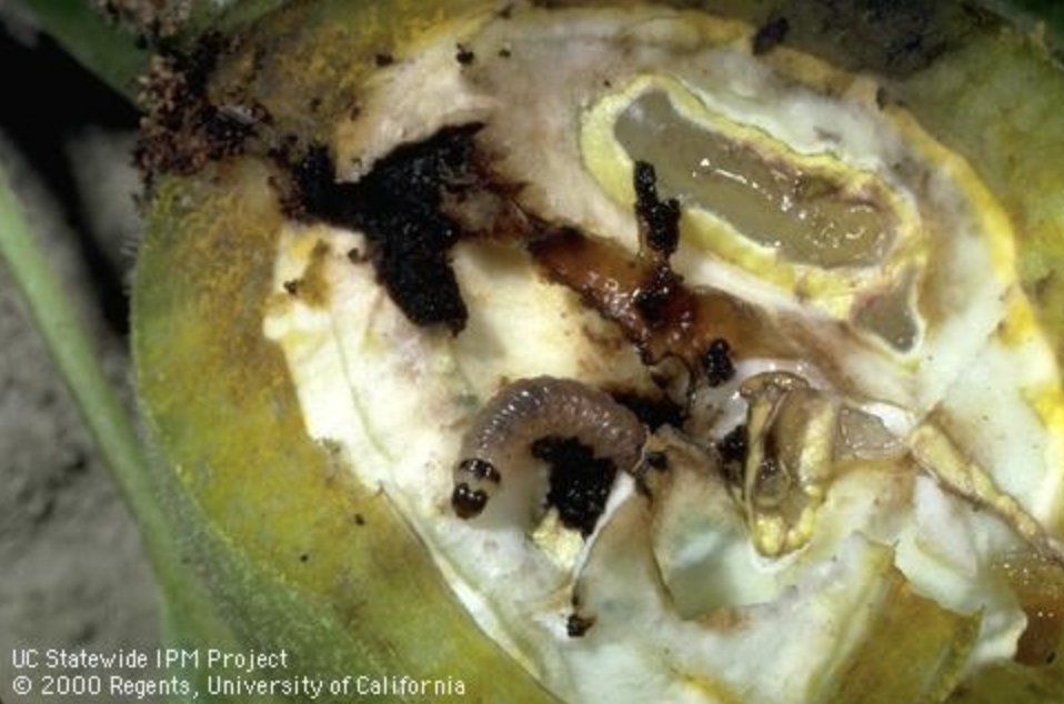 As a result of climate change, #CA's farms are expected to face a surge in #ag pests, which poses a threat to the state's specialty crops industry. UC researchers will help develop a holistic climate-smart pest management strategy to build resilience. tinyurl.com/578vknc5