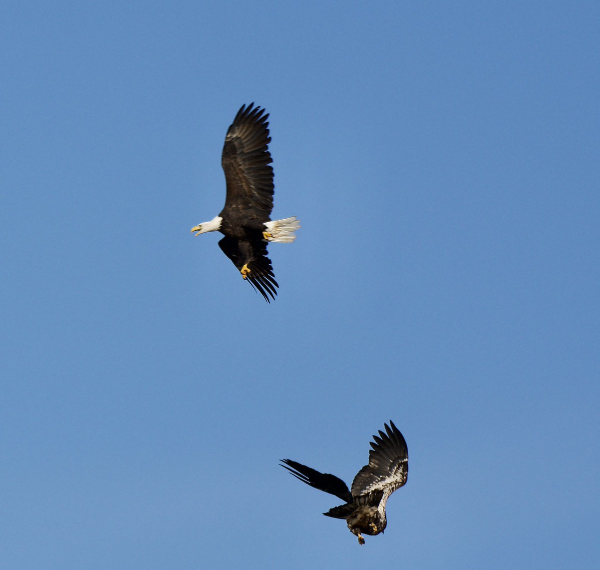 Terrific tuna and bald eagles on today’s trip.  Thanks to Martin Jamieson for sharing his pictures with us! #whales #whalewatching #trinitynl #bonavista #bonavistapeninsula #ExploreCanada #ExploreNL #tuna #baldeagle #bestkind #fall