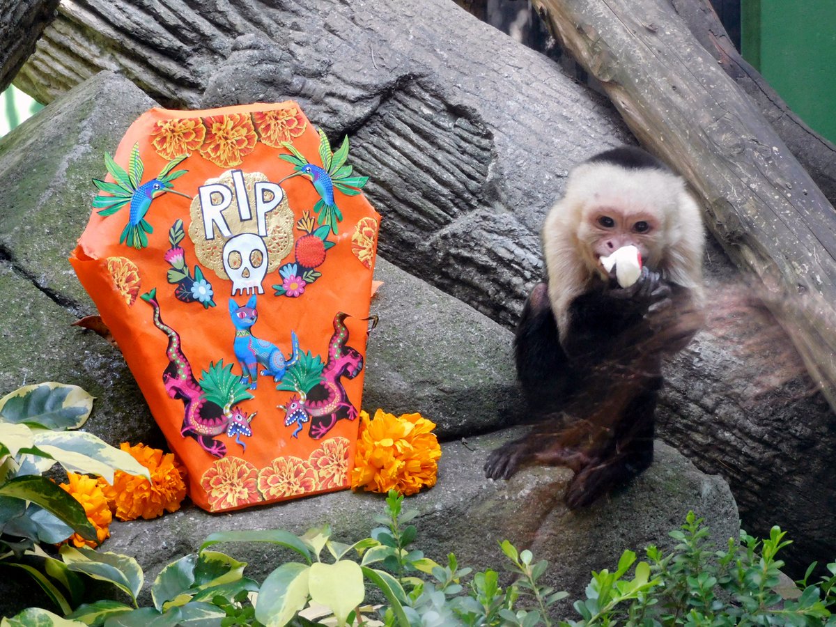 ZoologicosCDMX's tweet image. Los #ZoológicosCDMX ya están preparando los enriquecimientos ambientales para los ejemplares que  habitan en el #ZoológicoDeChapultepec #ZoológicoDeSanJuanDeAragón y #ZoológicoLosCoyotes con el tema de #DíaDeMuertos