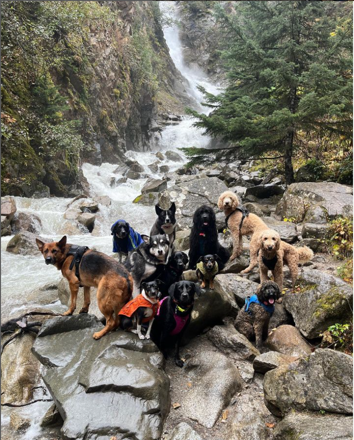 MoMountainMutts's tweet photo. Finally made a twitter account for Mo Mountain Mutts
we are on Tiktok/Insta/Youtube as well but first time over here on this platform :D https://t.co/cy7AxH3V2d