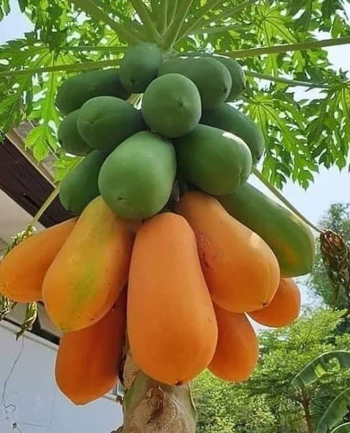 *BELAJAR DARI PEPAYA*

Pepaya saja bisa nunggu giliran kapan waktunya matang, kapan waktunya dipetik. Yang masih muda atau “pentil” harus sabar nunggu giliran, nanti akan matang juga. Enggak usah minta bantuan MK (Mahkamah Kebun)" untuk mempercepat matang. 

Kita harus *WASPADA*