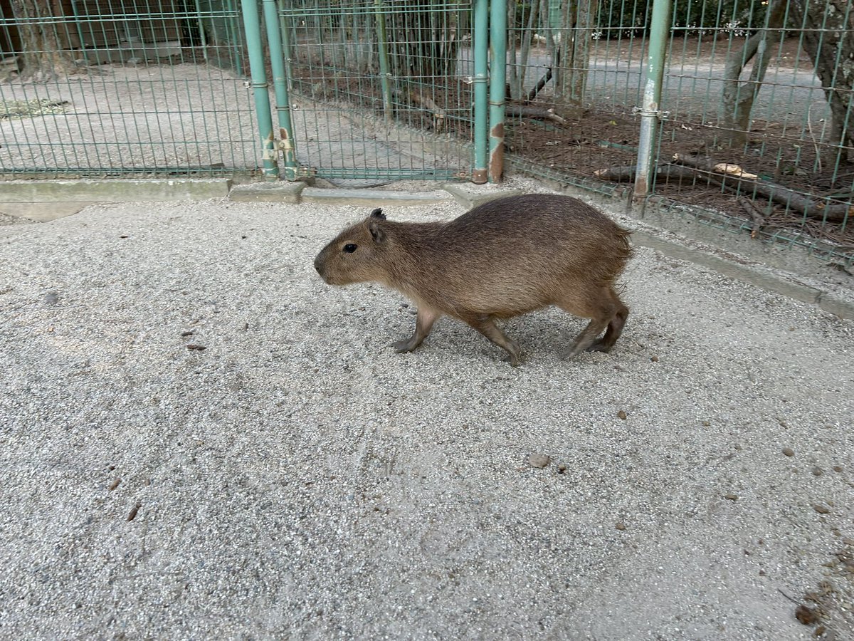 おはようございます。写真は海の中道海浜公園のカピちゃん。