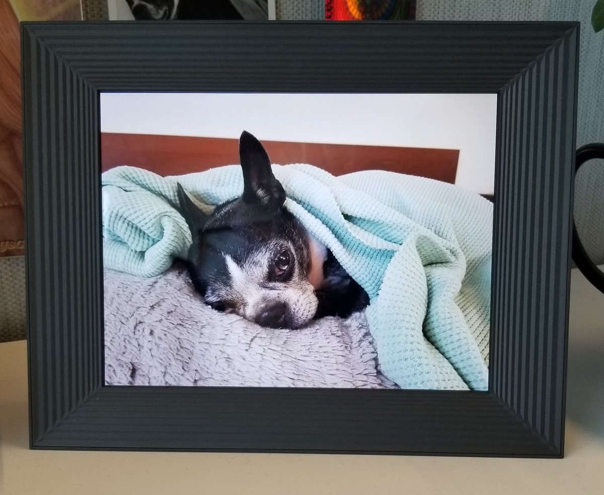 Confessions of a crazy dog lady: Sometimes I forget what photos are on my digital frame at work ("Pearl TV") and then one comes up and my heart stops, "She's the cutest thing in the world!" #pearliemaeallday #bostonterrier