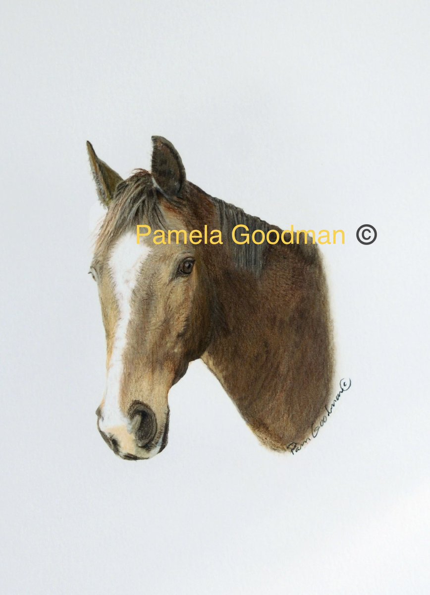 Open commissions. #equinehorsesofinstagram #equinephotography #horselover #horseriding #dressage #pony #horsephotography #horsebackriding #horselove #showjumping #horselife  #equestrianlife #horsestagram  #riding #equineart  #horseshow #art #horseart #horse #equestrian #horses