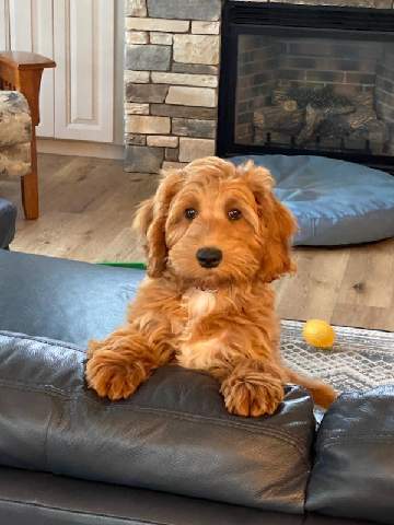 My sister has a new puppy!  It's an Australian Cobberdog.  It's 3 months old.  Besides looking adorable, I have no idea what else it does.🤗