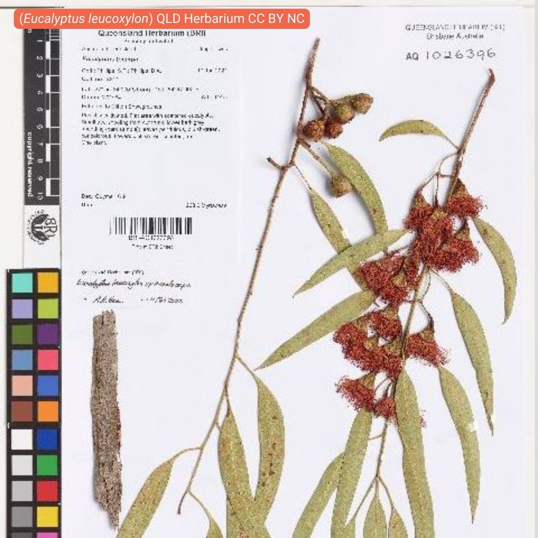 😍We've just uploaded new data records from <a href="/QldGov/">Queensland Government</a> Queensland Herbarium. including more than 33,000 images! 📸

 Now with more than 785k records from QLD Herbarium accessible via the ALA, this data is sure to grow 🌱 your interest in Aussie flora! 🌸

🔗 spr.ly/6013udtil