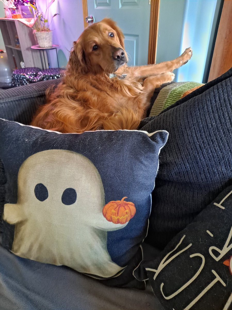 DaisywithPOTS's tweet photo. @DannyDeraney @Crosbydoggy Leia in her normal spot. I didn't position the pillow.  She's that gentle. https://t.co/TWEpmH3sAe