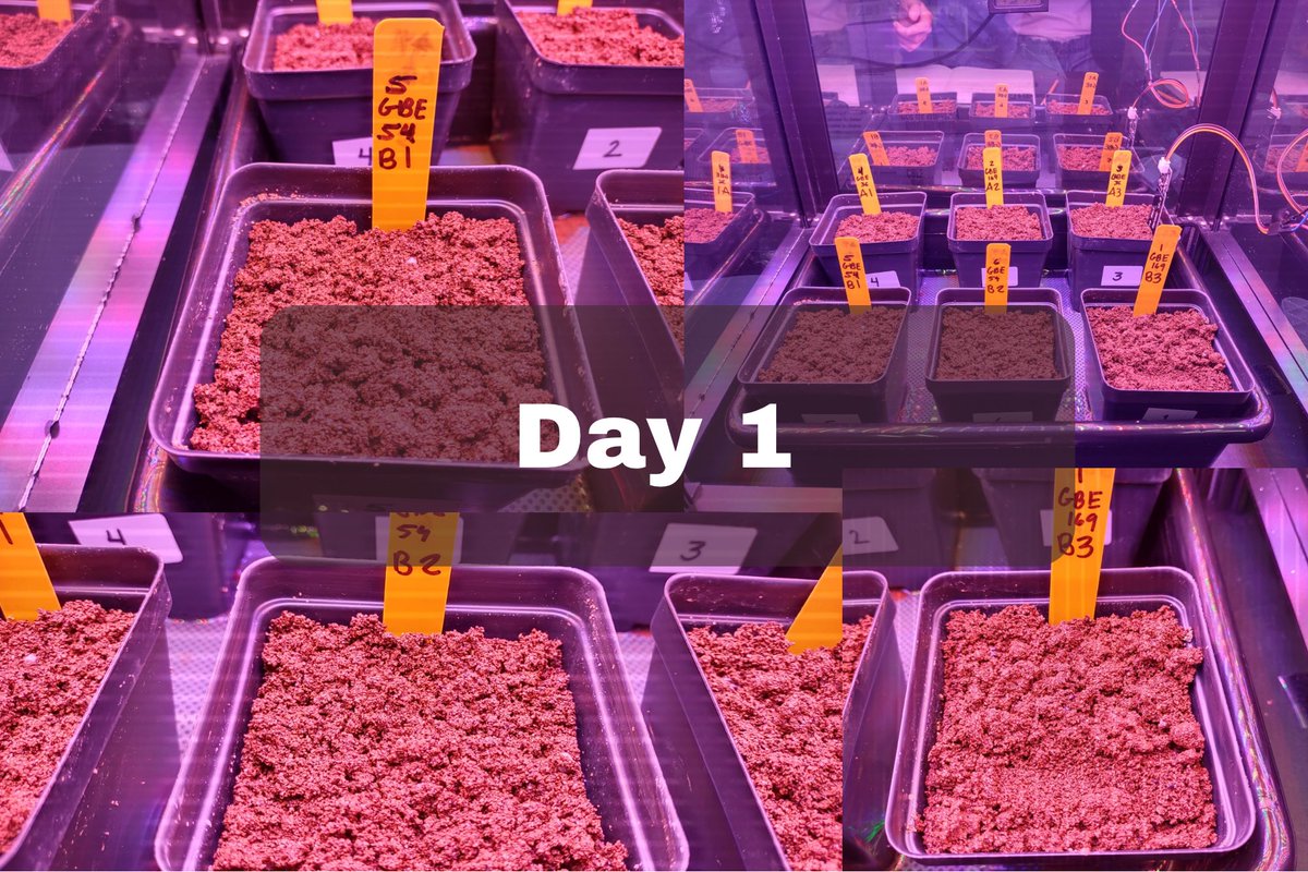 GBECROEM's tweet image. It's Day 1. Our first official day with our herbs! 
@FairchildChall @getMARSfarm @GrowBeyondEarth @NASA @EDUCACIONPR @escuelaCROEM @gbeprcroem @vtvargas1 @adamonzon