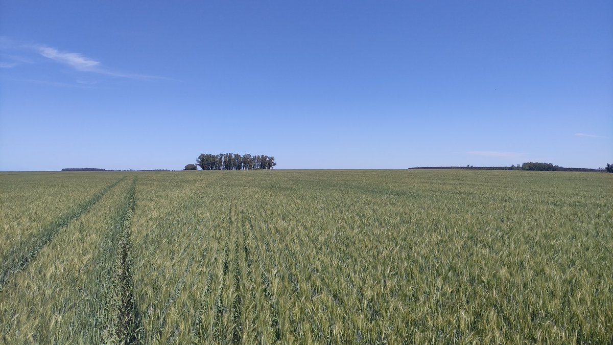 GiltonGonnet's tweet photo. Lindo día de recorrida. Cebadas y trigo con alto potencial de rendimiento llenando grano.
Chacras de @GyEsemillas https://t.co/6SvbkXg6Y3