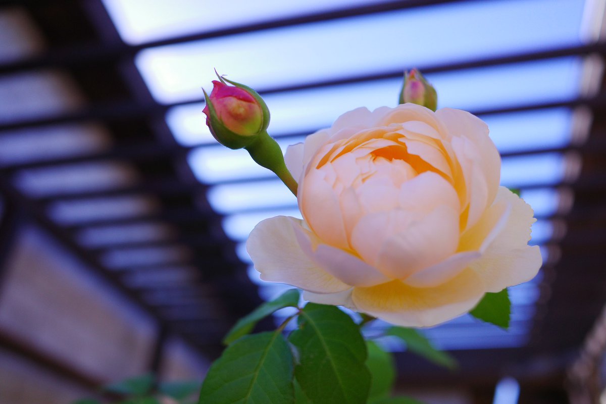 kaleidoscopeser's tweet photo. formal &amp; classical
凛とした印象のイングリッシュローズ
ジュード・ジ・オブスキュラ
そらの花畑 世羅高原花の森
秋ローズと花のガーデン

@serahananomori 
#そらの花畑世羅高原花の森
#世羅高原
#秋ローズと花のガーデン
#イングリッシュローズ
#秋ばら
#花写真
#photography
#kaleidoscopesera https://t.co/AvbDd80dx0