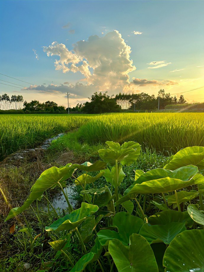 平平无奇的乡村里,藏着最惬意的生活。
