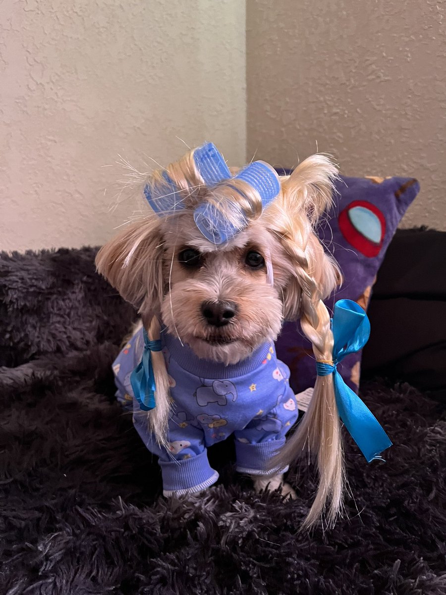 #doggywednesday #Halloween2023 #DogsOfTwitter