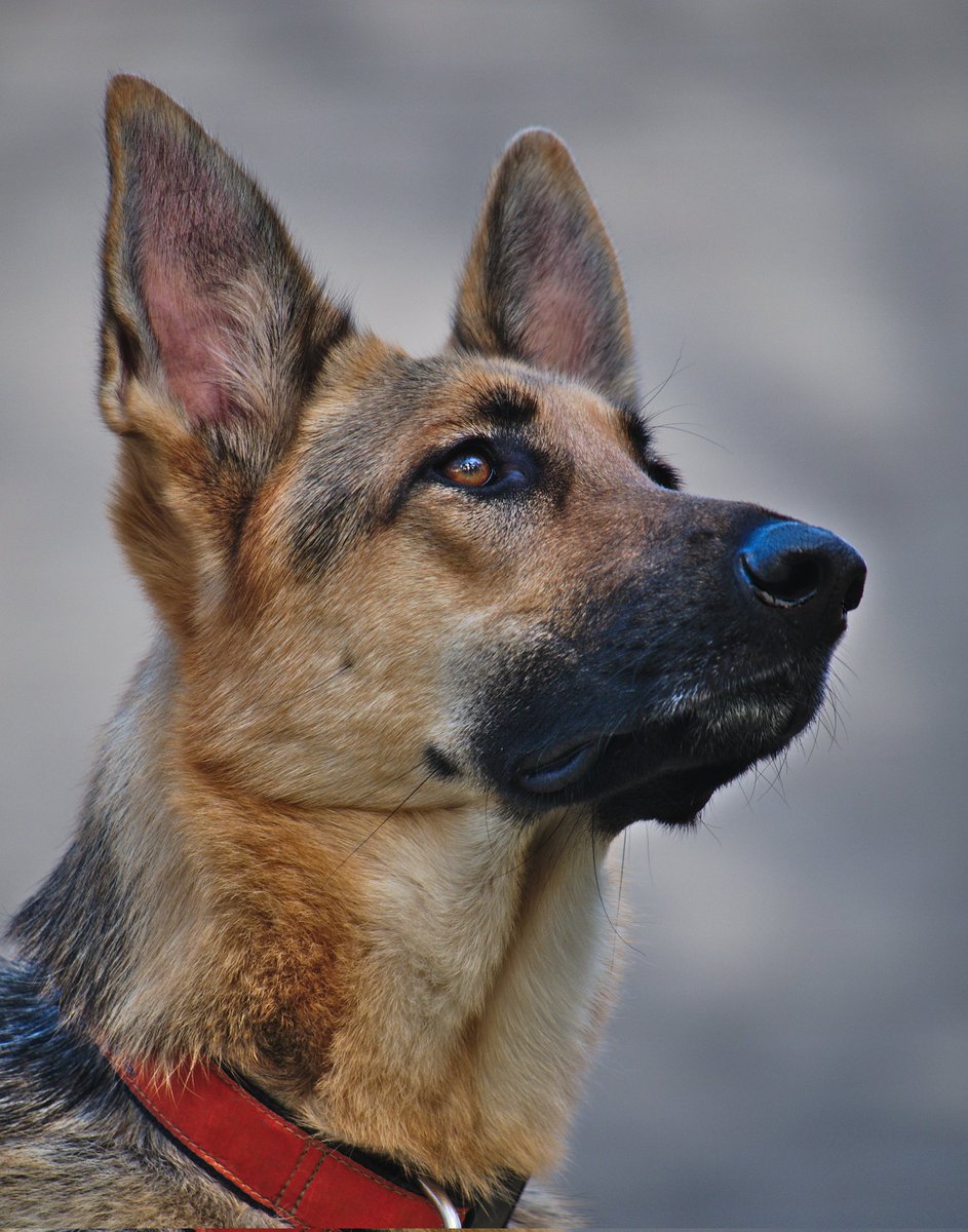 growing_curio's tweet photo. @PicturesFoIder Dogs are protective due to their natural instincts, including guarding their territory, family, or pack. https://t.co/LfqklJgjbI