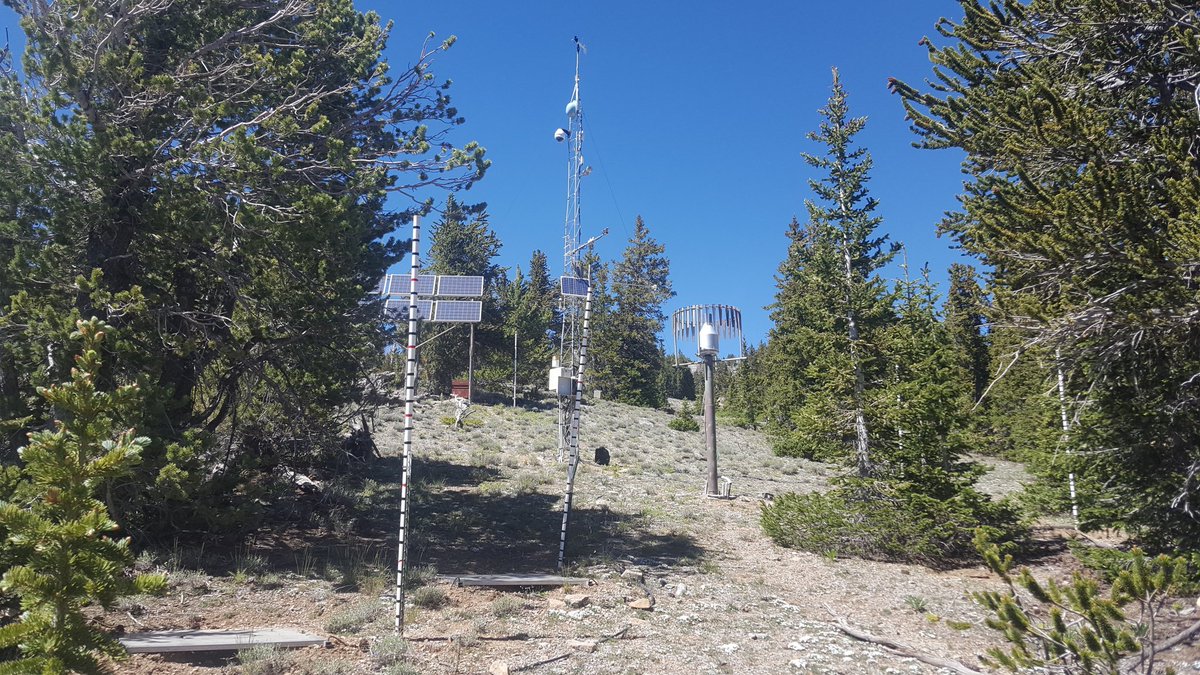 scottysci's tweet photo. @DRIScience Beautiful spot!
I think our #NevCAN Snake Range station has it beat for elevation though!
I love how both are in #bristlecone woodlands, classic eastern Nevada https://t.co/3IMaormjUs