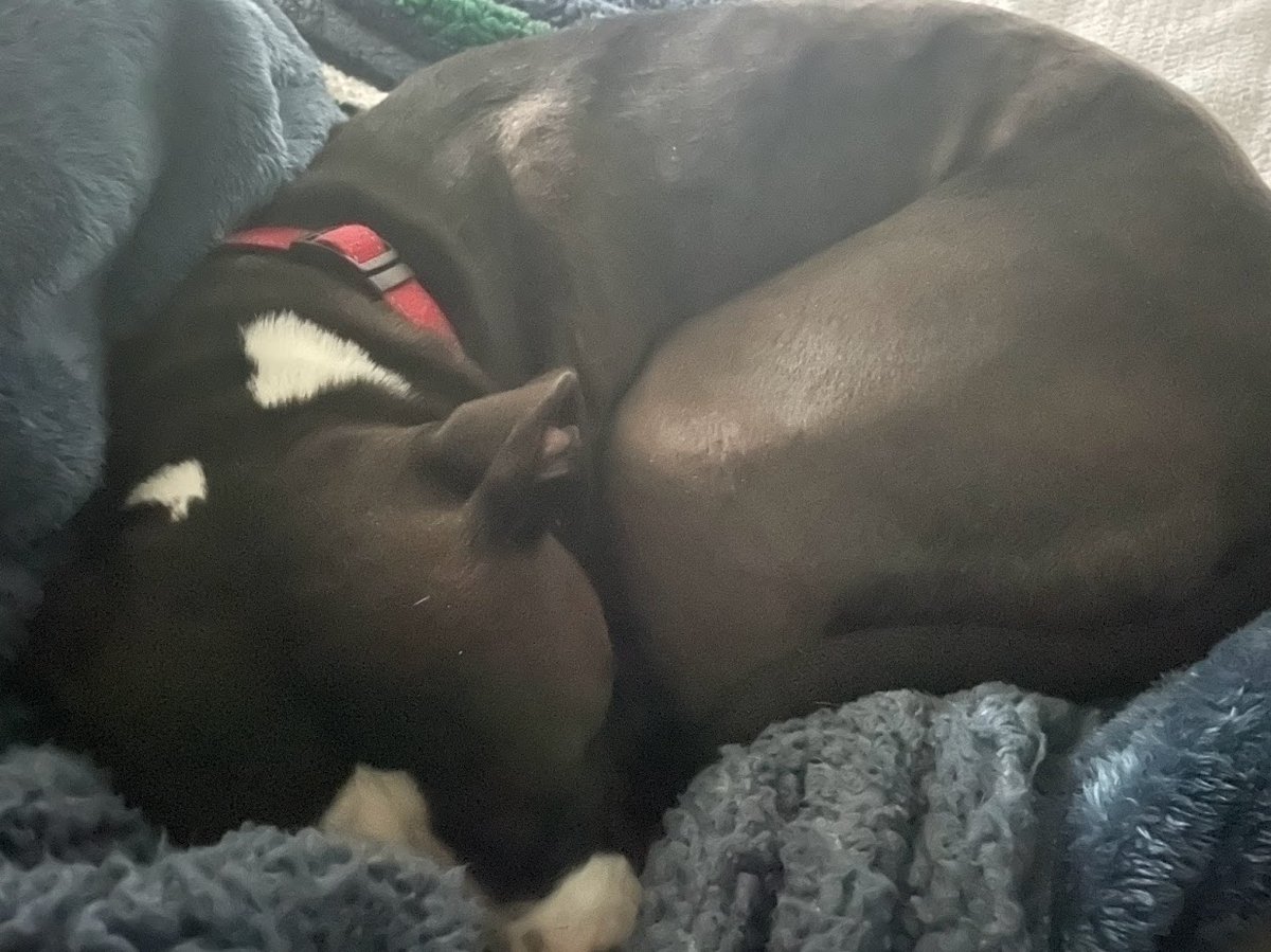 icey2488's tweet photo. @Eryn_NotErin I'd post a cute pic, but he's so sleeeepy https://t.co/KEXgsWIUde