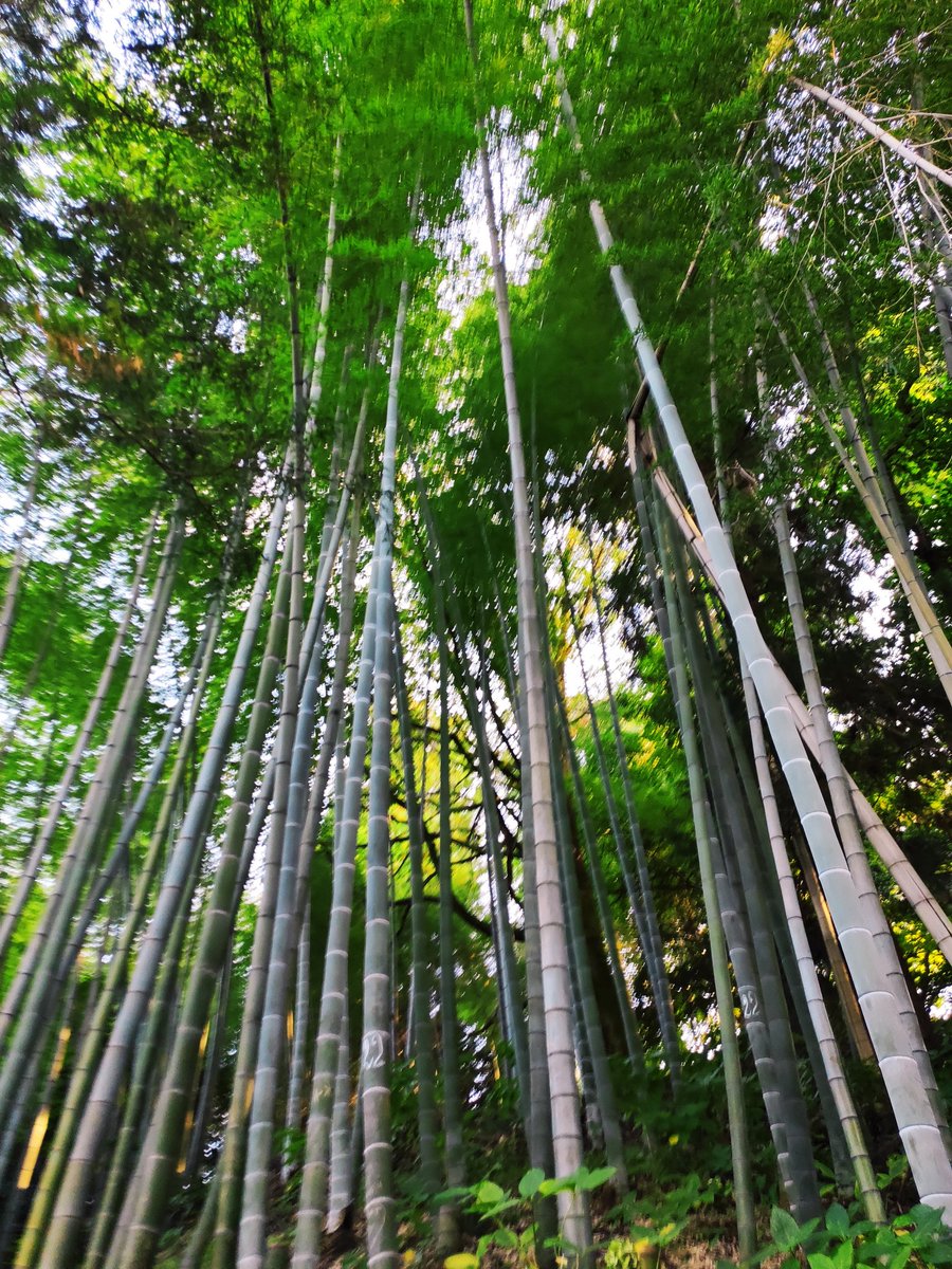 AlexandrElichev tweet media