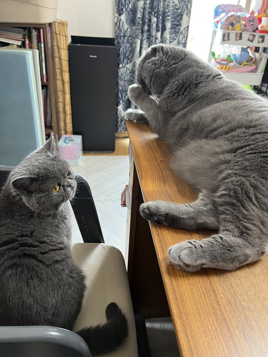 今朝の2人ฅ(ˊᗜωᗜˋ)ฅ