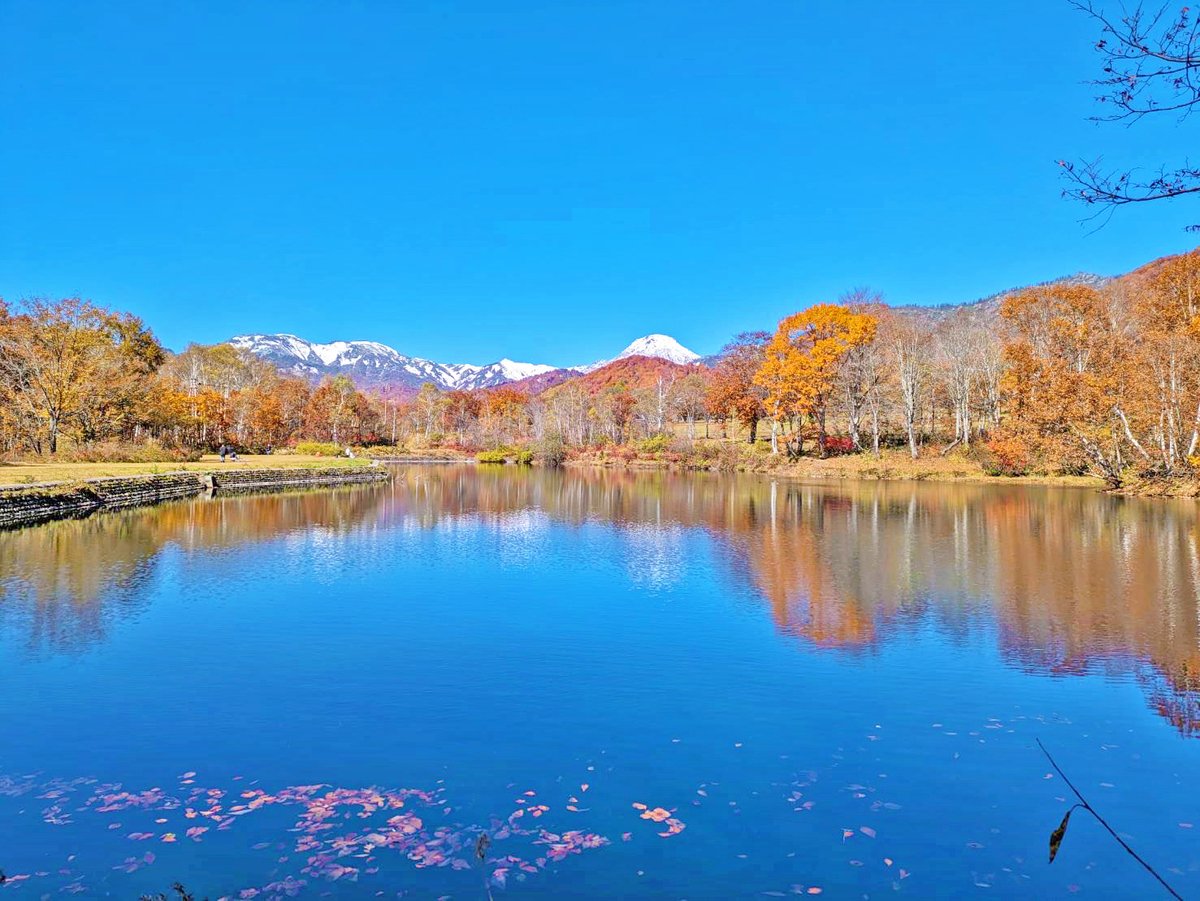kodure_odekake's tweet photo. 笹ヶ峰高原（新潟県妙高市）へ大自然感じる紅葉を見に行ってみました！

歩きながら森のヒーリング効果をバシバシ感じられます🌲🌲🌲✨

高原への道中も紅葉のトンネルがすごい！🍁
#紅葉狩り https://t.co/MbW6tyZM4S