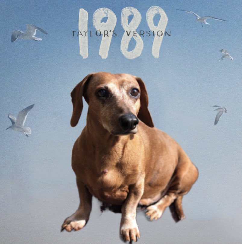 Kathleen Young Seattle 7/22, 7/23π¬π§ Wembley 6/22 (@kath_hawk) on Twitter photo We are dog gone excited about #1989TaylorsVersion in our house π«Ά
<a href="/taylornation13/">Taylor Nation</a>
<a href="/taylorswift13/">Taylor Swift</a> We are dog gone excited about #1989TaylorsVersion in our house π«Ά
<a href="/taylornation13/">Taylor Nation</a>
<a href="/taylorswift13/">Taylor Swift</a>