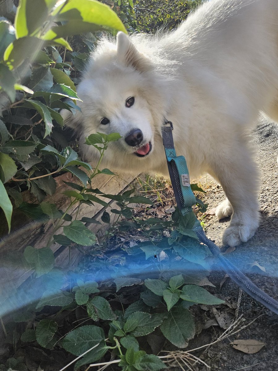 芋以外、野菜も果物も一切食べないのに、なぜかランタナの葉っぱだけモグモグ。
いい匂いはするけどさ、、、？