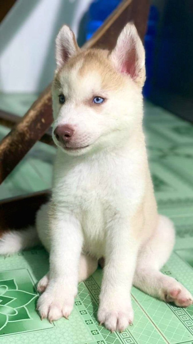greatth1ngs's tweet photo. How do I look? Please say hello to me.

#animal #pet #dog #greatthing https://t.co/tLpinHGBHh