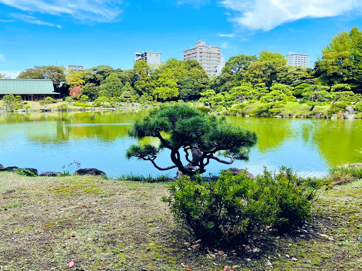 「ondo galleryさんのすぐ近くにある清澄庭園は面白い形の石や松がたくさん」|トミイマサコのイラスト